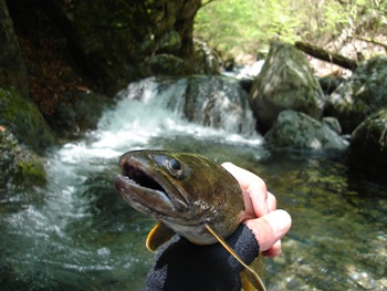 O川と岩魚