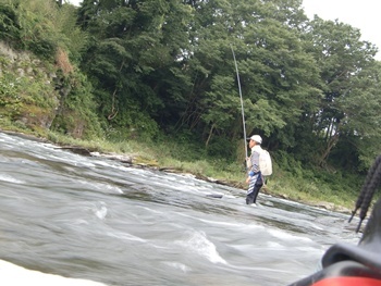 荒川本流 アユの友釣り