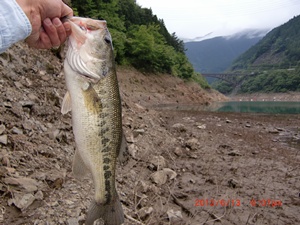 デカバス48cm