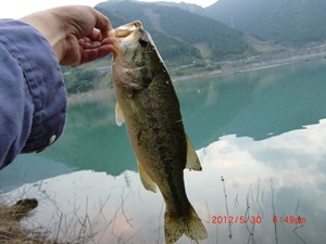 デカバス42cm
