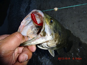 デカバス47cm